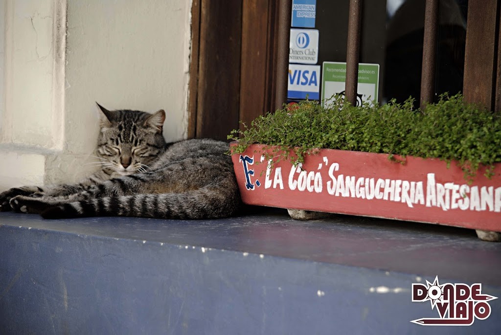 Gato en Valparaíso