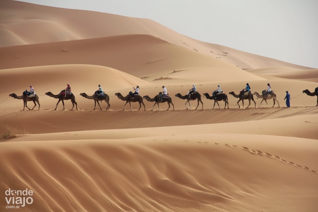 Caravana de camellos en Sahara